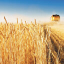 Irak'tan Suriye'ye buğday yardımı: Ciddi adımların başlangıcı