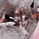 Hatay’da sahipsiz köpekler arasında dehşet dolu anlar kamerada