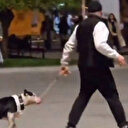 Ağızlıksız gezdirilen pitbull köpeğe saldırdı: Para cezası uygulanan sahibine adli işlem