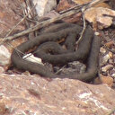 Binlerce yılan sürü halinde ortaya çıktı: Görmek için ‘Yılan Pınarı'na geliyorlar! Boyları 1,5 metreyi buluyor