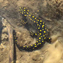 Siirt'te nesli tehdit altındaki sarı benekli semender görüldü