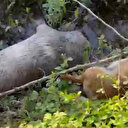 Zehirli tavukla 8 köpeği zehirlediler: Arazide bulundu