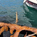 İlk kez gördü: Balıkçı tarafından görüntülendi