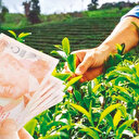 Üretici başına 37 bin TL destek