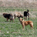 Villasında sokak köpeklerini öldürdüğü iddia edilmişti: O doktor tutuklandı