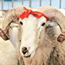 Kurban bereketi 22 ülkeye ulaşacak