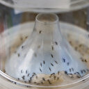 Chikungunya à La Réunion: Inquiétude et défiance après un mort lié au vaccin