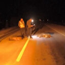 Çankırı'da aynı fabrikaya ait ikinci otobüs kazası: Bu kez domuz sürüsüne çarptı