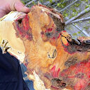 Bakanlık kırmızı bülten ile uyarmıştı: 23 ağaç bu böcek yüzünden imha edildi