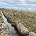 Tuz Gölü çevresine at arabasıyla taşınan 5 bin fidan dikildi
