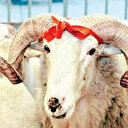 2025 Kurbanlık fiyatlarında son durum! Bu yıl hangi hayvan hisse bedeli ne kadar? Küçükbaş ve büyükbaş kurbanlık hisse ücretleri
