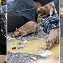 İngiltere sokaklarını sıçanlar bastı: Kedilerden daha büyükler