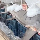 Yakalanan köpek balığını kanser hastalarına dağıttı