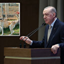 Erdoğan'dan sahipsiz köpek sorununa ilişkin net açıklama: 'Gerekli talimatları verdim'