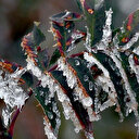 Meteorolojiden zirai don uyarısı 