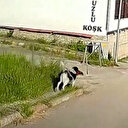 Safranbolu’da sahipsiz sokak köpeği evin önünden tavuk kaçırdı