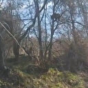 Tokat’ta çoban köpeklerinden korkan ayı ağaca sığındı