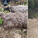Tokat'ta sele kapılan 25 küçükbaş hayvan telef oldu