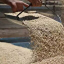 Toprak Mahsulleri Ofisi (TMO) buğday ve arpa alım tarihleri belli oldu