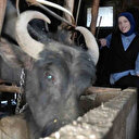 KPSS ile atanamayan genç kız devletten aldığı destekle çiftlik kurdu: 7 hayvanla başladığı işini büyüttü Türkiye'nin birçok iline gönderim yapıyor