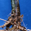 Buğday üreticilerine uyarı: Kök ve kökboğazı çürüklüğüne dikkat