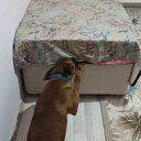 Önce kokladı sonra patisiyle işaret etti