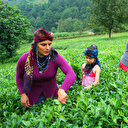 Bakanlık duyurdu: Yaş çay fiyatı belli oldu