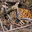 Bolu’da nesli tükenmekte olan vaşak ve yavruları kamufle oldukları yerde görüntülendi