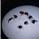 Sivas'ta kene kabusu: Sekiz kişiye KKKA tanısı konuldu, bir kişi hayatını kaybetti