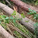 Osmaniye'de fırtına: Ağaçlar kökünden söküldü