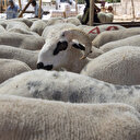 Bayramda küçükbaş kurbanlık arzında sıkıntı beklenmiyor: 2025 büyükbaş ve küçükbaş kurbanlık fiyatları