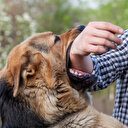 Tasmasını koparan köpek parkta oynayan çocuğa saldırdı: Öfkeli babadan Üsküdar Belediye Başkanına 'tabela' isyanı