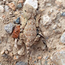 Nesli tükenme tehlikesi altında: Erzincan'da böyle görüntülendi