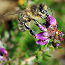 Abeilles et pesticides: la science face au retour possible des néonicotinoïdes