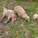 Ağıla giren kurtlar 15 kuzuyu telef etti