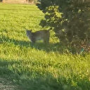 Gümüşhane'de vaşak ve dağ keçileri yollara indi: Gündüz vakti görülmesi dikkat çekti
