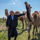 Karacadağ’da deve tehlikesi: Besici 'Dikkat deve çıkabilir' tabelasıyla önlem alınmasını istiyor