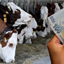 Tarım Bakanlığı’ndan dev destek: Çiftçilerin hesaplarına yatırılıyor