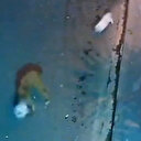 Brezilya'da kedinin arkadaşını köpek saldırısından kurtardığı görüntüler viral oldu