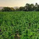 Diyarbakır'da Hevsel Bahçeleri'nde 30 bin kök Hint keneviri ele geçirildi