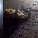 Otomobilin çarptığı 10 küçükbaş hayvan telef oldu