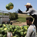 Karpuzda ilk hasat yapıldı: İşte tarladaki kilogram fiyatı