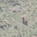 Hakkari'de anne ayı ve yavruları görüntülendi