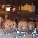 En sonunda bu da oldu: Çöplerin zamanında toplanmadığı CHP'li Marmaris Belediyesi'nde yaban domuzlar sokaklarda dolaşmaya başladı