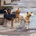 TÜGVA'dan YTÜ'deki sahipsiz köpek saldırılarına ilişkin açıklama