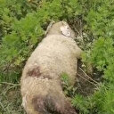 Sinop'ta başıboş köpekler 2 küçükbaş hayvanı telef etti