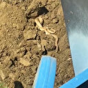 Elazığ'da hava ısındı: Yılanlar ortaya çıktı