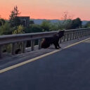 Bolu Dağı'nda boz ayı ve yavruları görüntülendi