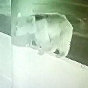 Bayburt'ta yavru ayı alabalık tesisine dadandı