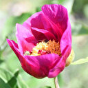 Ömrü 15 gün: Koparmanın cezası 557 bin lira